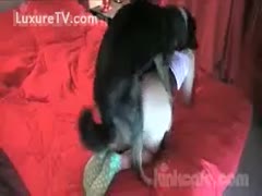 A petticoat-wearing horny lady gets drilled by a dog